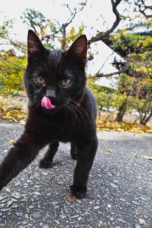 An Active Black Cat Trying to Swipe at the Camera Lens.    Kyotoの写真素材