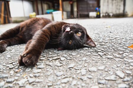 A black cat rolling around with it tongue sticking out.    Kyotoの写真素材