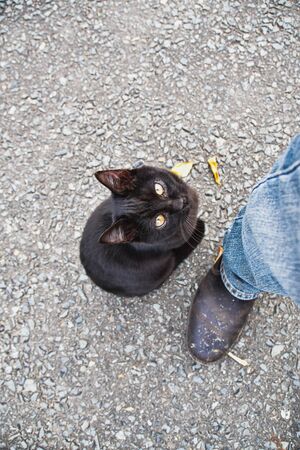 A black kitty looking s upwards at a human.    Kyotoの写真素材