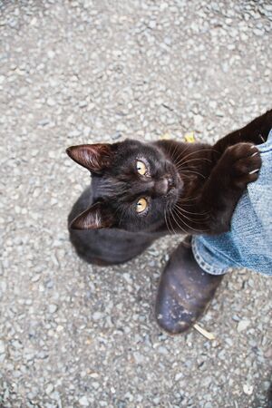 A black kitty looking s upwards at a human.    Kyotoの写真素材