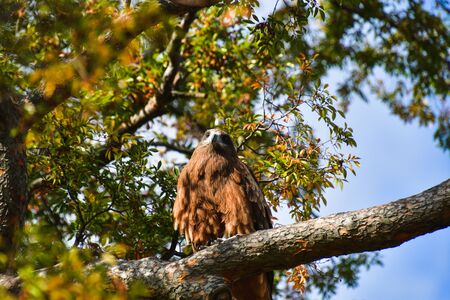 A Closeup of a Kite Perching on the Branch.      Kyoto Japanの写真素材