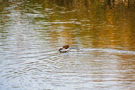 A view of a female common merganser eating a fish.    Kyoto Japanの写真素材
