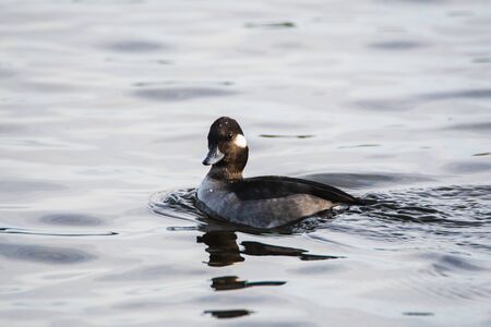 A picture of a female bufflehead swimming in a lake.   Vancouver BC Canadaの写真素材