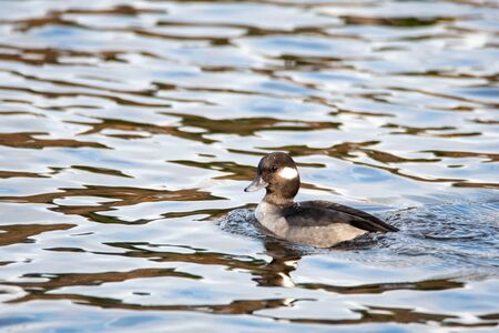A picture of a female bufflehead swimming in a lake.   Vancouver BC Canadaの写真素材