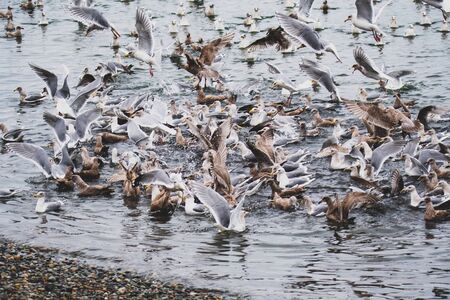 Seagulls Feasting on Anchovies. White Rock BC Canada November 28th 2019の写真素材