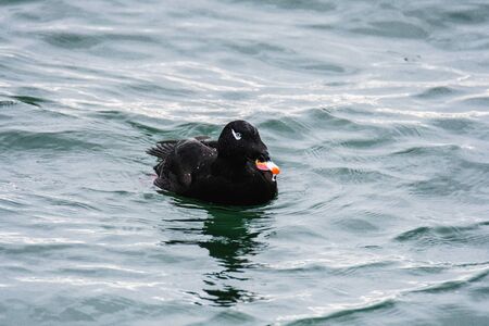A view of a White-winged Scoter swimming in the sea. White Rock BC Canada November 28th 2019の写真素材