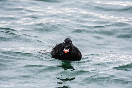 A view of a White-winged Scoter swimming in the sea. White Rock BC Canada November 28th 2019の写真素材