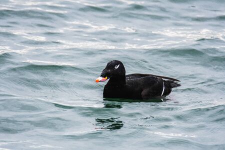 A view of a White-winged Scoter swimming in the sea. White Rock BC Canada November 28th 2019の写真素材