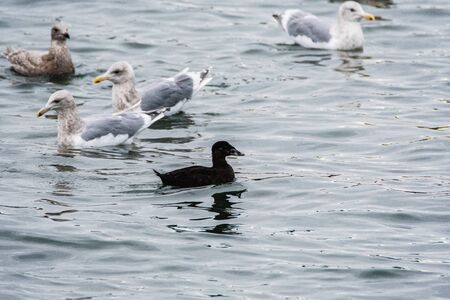 A view of a female surf scoter swimming in the sea. White Rock BC Canadaの写真素材