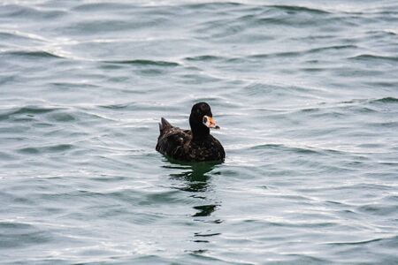 A view of a immature male surf scoter swimming in the sea. White Rock BC Canadaの写真素材