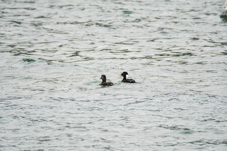 A Pair of Surf Scoter Swimming in the Sea. White Rock BC Canadaの写真素材