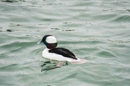 A picture of a male bufflehead swimming in the sea.   White Rock BC Canadaの写真素材