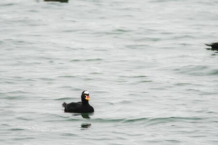 A view of a immature male surf scoter swimming in the sea. White Rock BC Canadaの写真素材