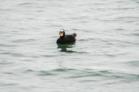 A view of a immature male surf scoter swimming in the sea. White Rock BC Canadaの写真素材