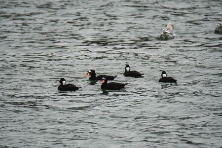 A flock of Surf Scoter swimming in the sea. White Rock BC Canadaの写真素材