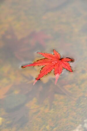 A red maple leaf floating on water.   Kyoto