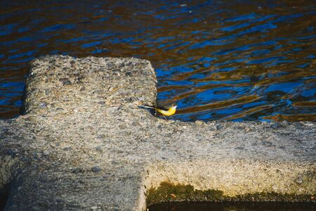 A picture of a Grey Wagtail on the blocks.  Kyotoの写真素材