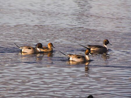 A Pairs of Pintails Swimming in the Lake.  Vancouver BC Canada