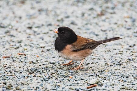 A picture of a male Dark-eyed junco perching on the ground.    Vancouver BC Canadaの写真素材