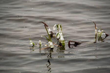 A picture of an icicle starting to form on some plants growing in a lake.の写真素材
