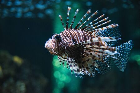 A Closeup of a Lionfish Swimming in the Aquarium.    Vancouver Aquarium BC Canada