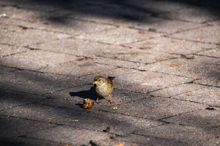 A picture of a immature Golden-crowned Sparrow perching on the ground.    Victoria BC Canadaの写真素材