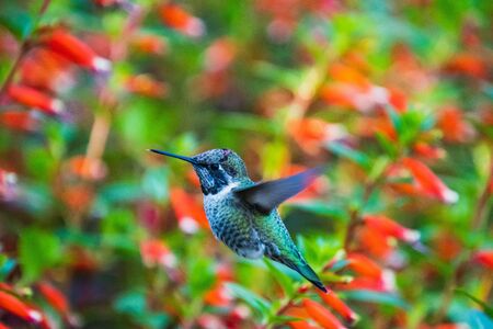 An Anna's HummingBird Hovering and Drinking Nectar from Some Flowers.   Victoria BC Canada