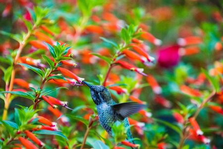 An Anna's HummingBird Hovering and Drinking Nectar from Some Flowers.   Victoria BC Canadaの写真素材