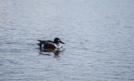 A picture of Northern shoveler swiming in the lake.  Vancouver BC Canada