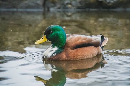 A picture of a male mallard hybrid swimming in the pond.  Victoria BC Canadaの写真素材