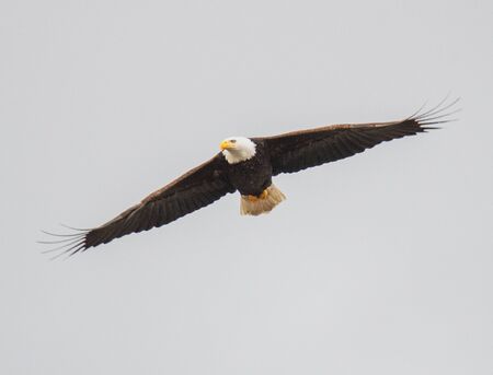 A picture of a bald eagle flying in the air.   Vancouver BC Canada