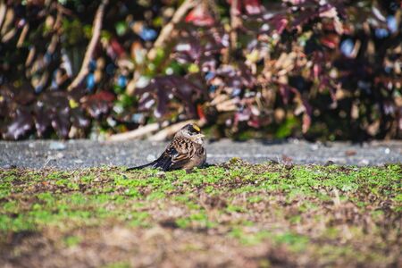 A picture of Golden-crowned Sparrow perched on the ground.   Vancouver BC Canadaの写真素材