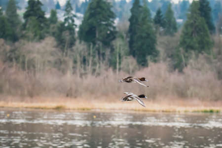 A pair of greater scaups flying in the air.   Vancouver BC Canada