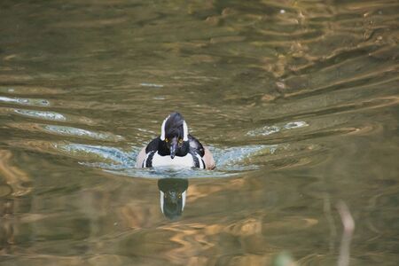 A Closeup of a Male Hooded Merganser Swimming in the Pond.  Vancouver BC Canada