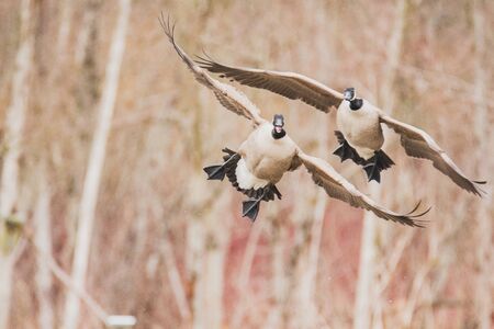 A picture of Canada geese touching down to the lake.   Vancouver BC Canadaの写真素材