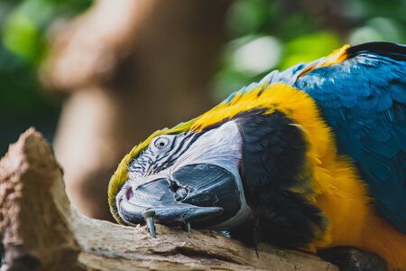 A closeup of Blue-and-yellow Macaw in a conservatory.   Vancouver BC Canadaの写真素材