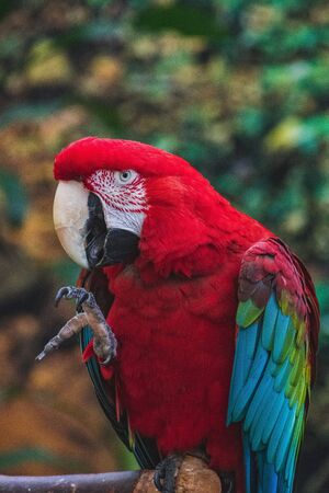 A closeup of green-winged Macaw in a conservatory.   Vancouver BC Canada