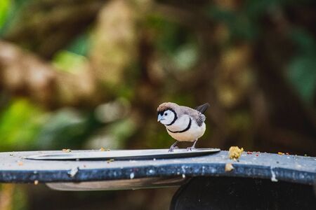 A picture of owl finch in a conservatory.     Vancouver BC Canadaの写真素材