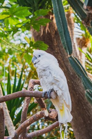 A picture of umbrella cockatoo perched on the branch.   Vancouver BC Canadaの写真素材