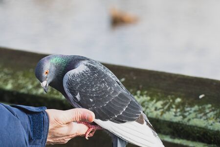 A picture of a pigeon perched on s hand and being somewhat fed.   Vancouver BC Canadaの写真素材