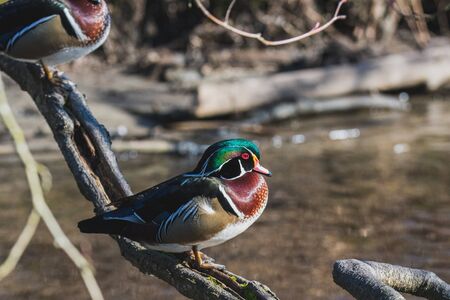 A picture of a male wood duck perching on the branch.   Vancouver BC Canadaの写真素材