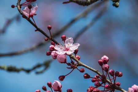 A closeup of cherry plum blossom in the springtime.       Vancouver BC Canadaの写真素材