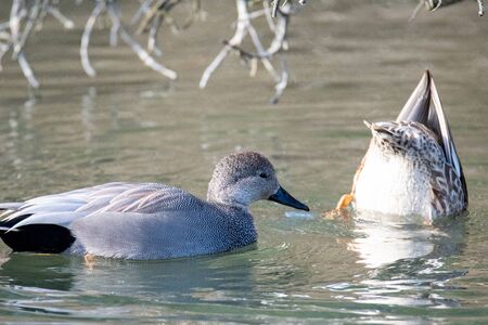 A Pair of Gadwalls Swimming in the Pond.    Vancouver BC Canada