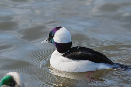 A closeup of a male bufflehead swimming in the pond.    Vancouver BC Canada