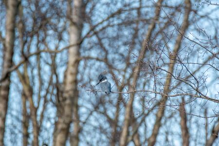 A picture of a belted kingfisher perching on the branch.   Squamish BC Canadaの写真素材