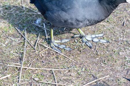 A closeup of the American coot's feet.   Vancouver BC Canada