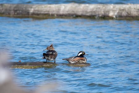 A Pair of Hooded Mergansers Perched on the Driftwood.    Vancouver BC Canada