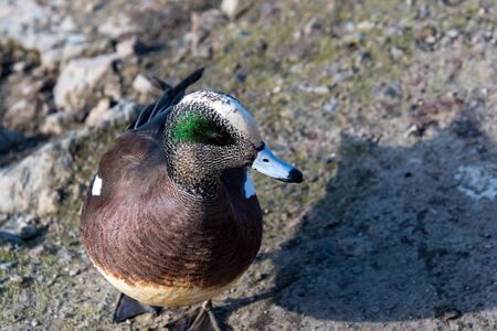 A Closeup of Male American Wigeon Perching on the Ground.   Vancouver BC Canadaの写真素材