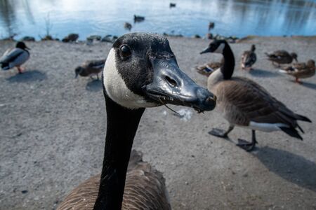 A Closeup of a Canada Goose Perching on the Ground.   Vancouver BC Canadaの写真素材