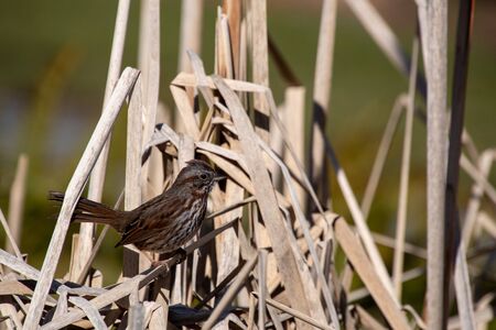 A picture of a Song perch sparrowing on the Pampas grass.    Vancouver BC Canadaの写真素材